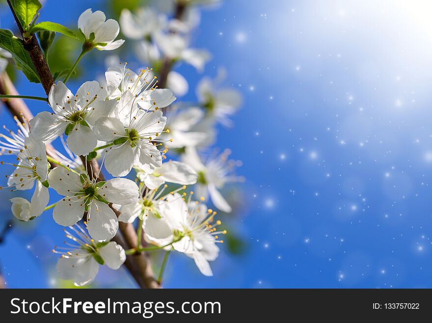 Spring flowering - White flowers of a cherry tree on a spring background. Spring flowering - White flowers of a cherry tree on a spring background