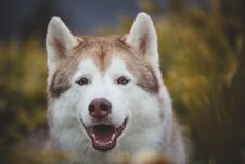 Close-up Portrait Of Beautiful And Happy Dog Breed Siberian Husky Sitting In The Evegreen Bamboo Thickets In Winter Royalty Free Stock Photo
