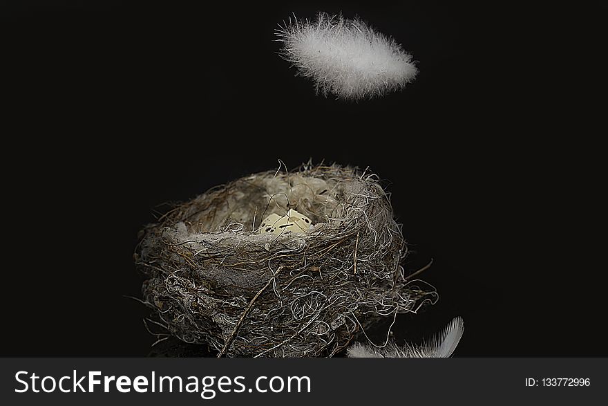 Bird Nest, Still Life Photography, Close Up, Darkness