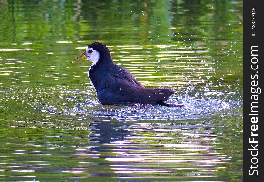 Bird, Water, Fauna, Beak