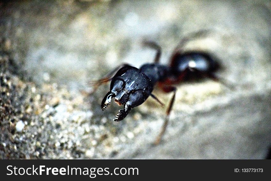 Insect, Invertebrate, Pest, Ant