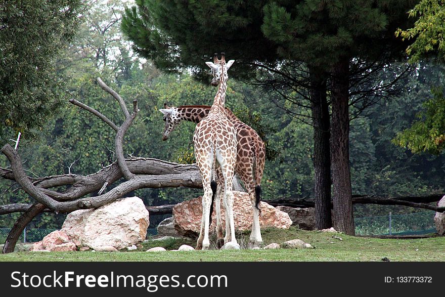 Giraffe, Wildlife, Terrestrial Animal, Giraffidae