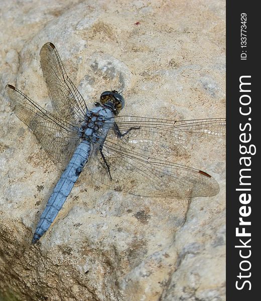 Dragonfly, Insect, Dragonflies And Damseflies, Fauna
