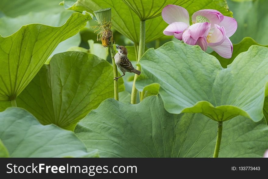 Flower, Plant, Green, Leaf