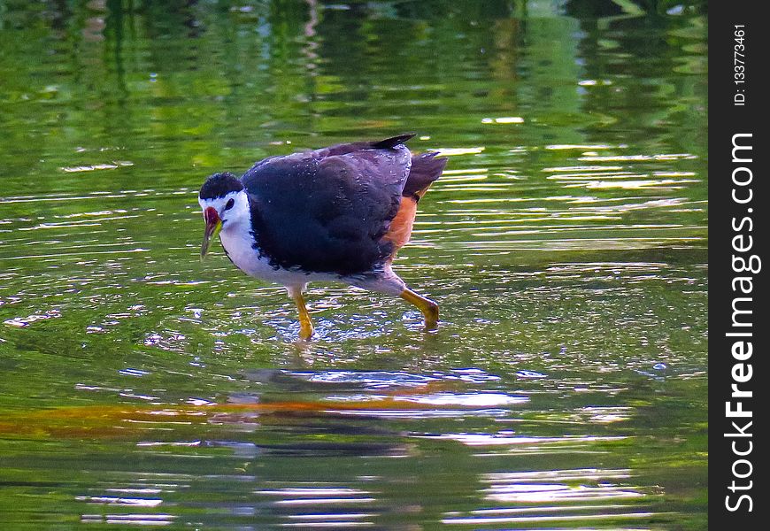 Bird, Water, Reflection, Fauna