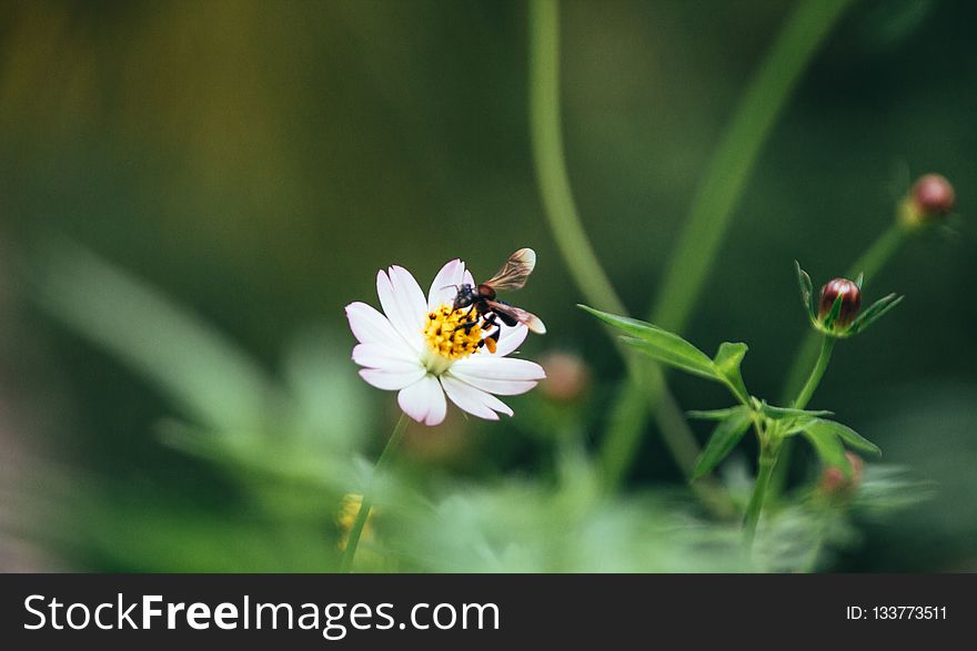 Flower, Flora, Insect, Nectar