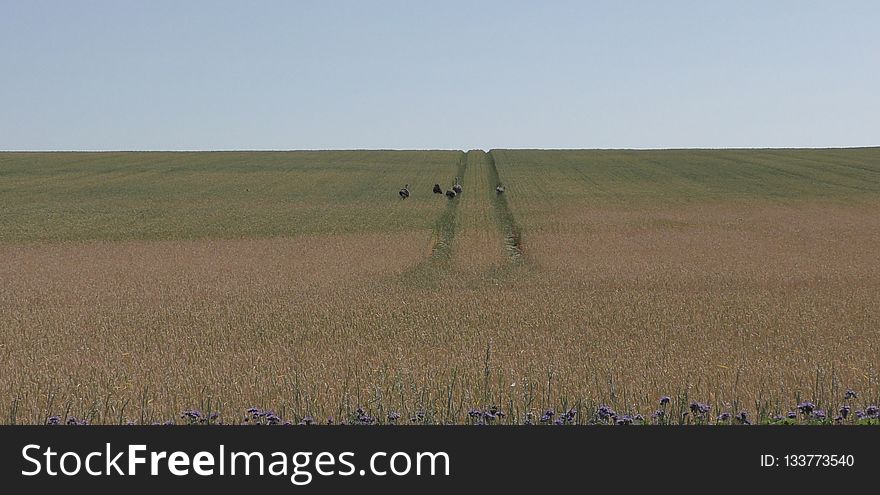 Ecosystem, Field, Prairie, Crop
