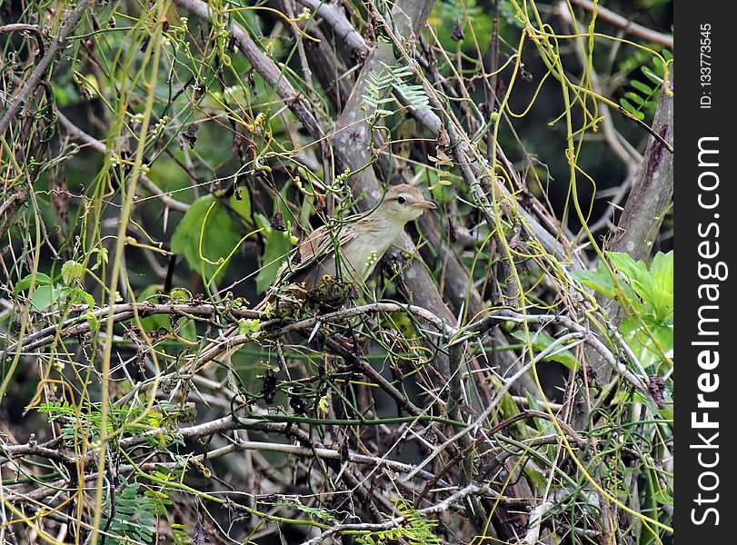 Plant, Flora, Vegetation, Branch