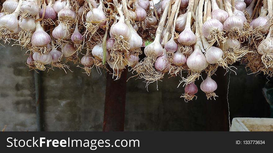 Garlic, Plant, Onion, Onion Genus