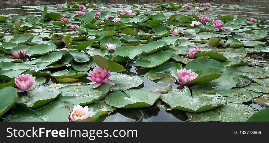 Plant, Flower, Sacred Lotus, Aquatic Plant