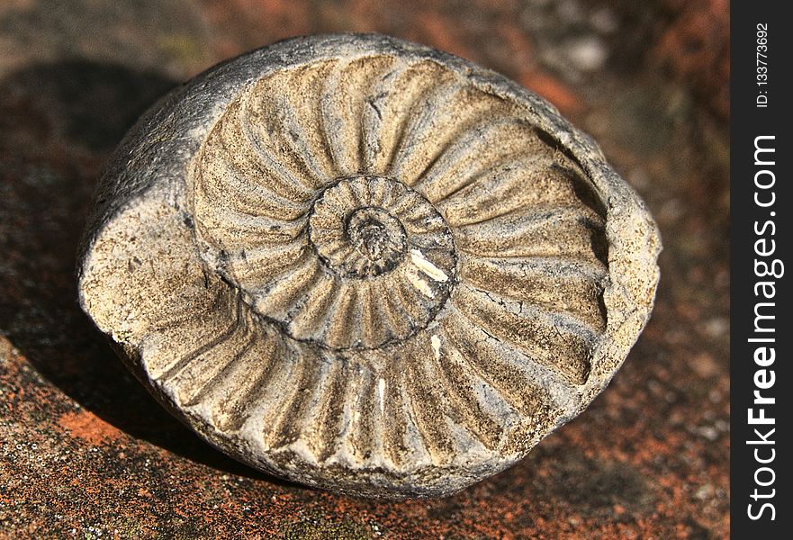 Artifact, Fossil, Terrestrial Animal