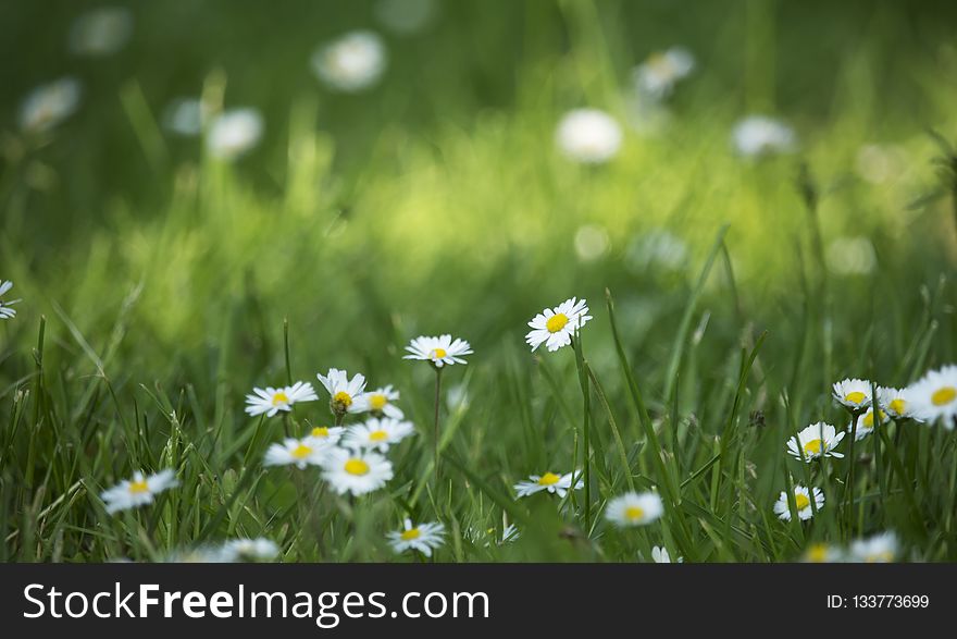 Flower, Meadow, Grass, Chamaemelum Nobile