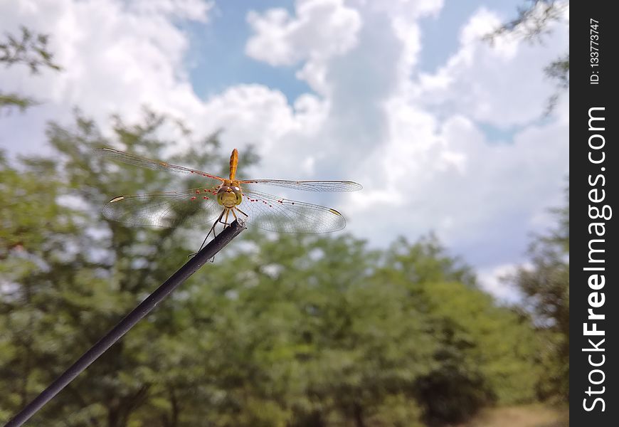 Sky, Dragonfly, Insect, Tree