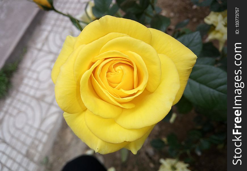 Flower, Rose, Yellow, Rose Family