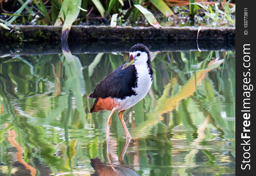 Bird, Beak, Fauna, Water