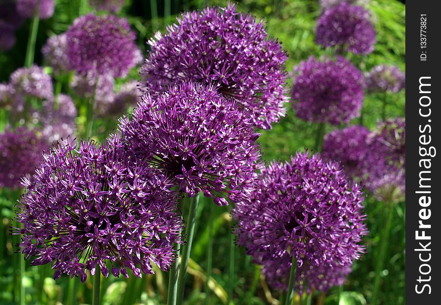 Plant, Purple, Onion Genus, Flowering Plant