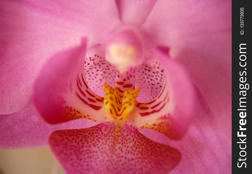 Flower, Pink, Flora, Flowering Plant