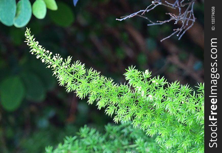 Vegetation, Plant, Leaf, Flora