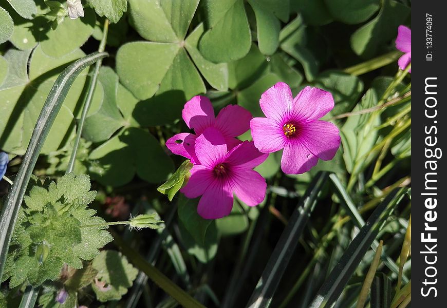 Flower, Plant, Flora, Flowering Plant