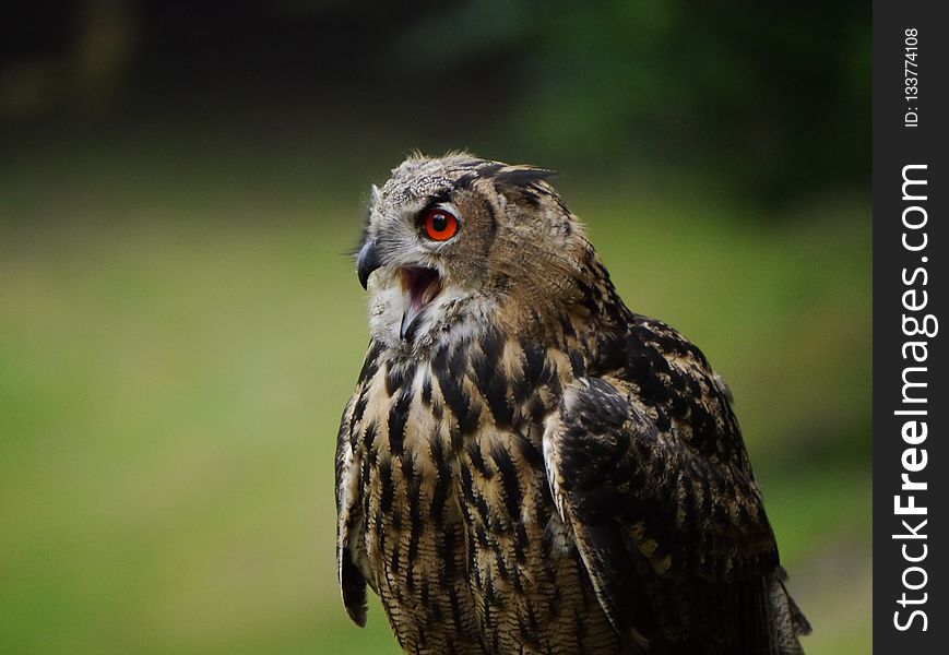 Beak, Bird, Owl, Bird Of Prey