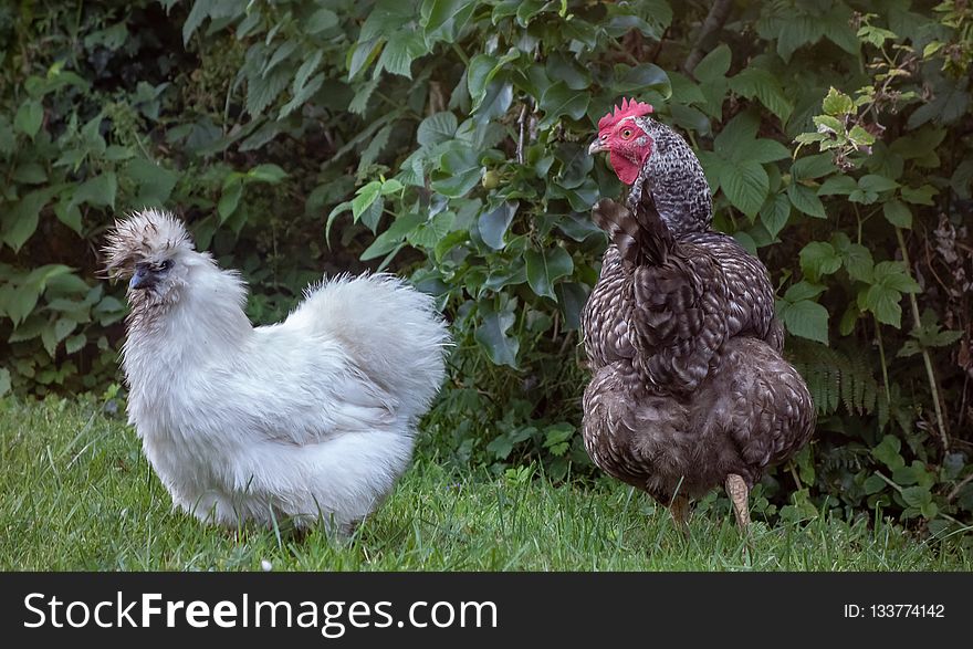 Chicken, Galliformes, Fowl, Bird