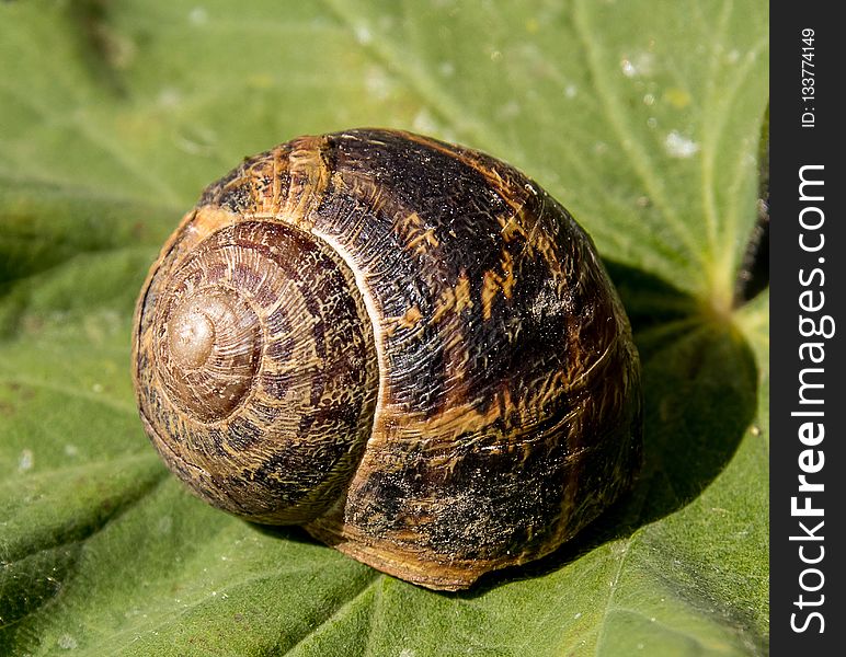 Snails And Slugs, Snail, Molluscs, Invertebrate