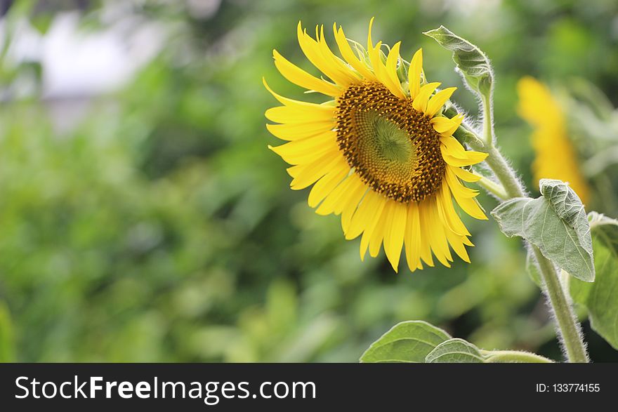 Flower, Sunflower, Sunflower Seed, Flowering Plant