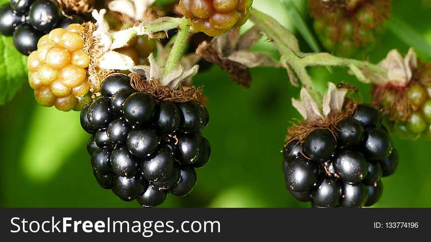 Berry, Blackberry, Fruit, Raspberries Blackberries And Dewberries