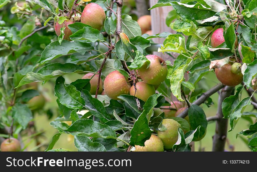 Fruit, Apple, Local Food, Fruit Tree