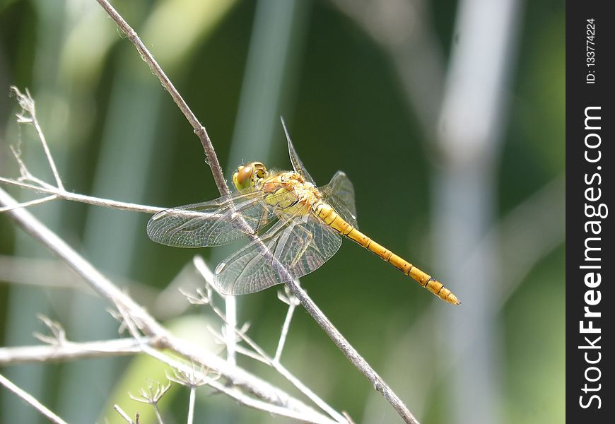 Insect, Dragonfly, Invertebrate, Dragonflies And Damseflies