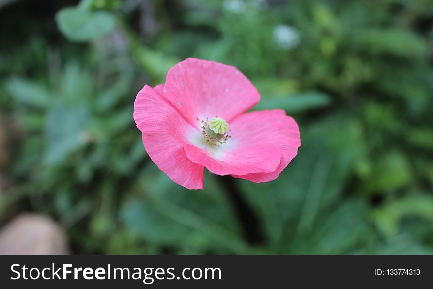 Flower, Flora, Wildflower, Plant