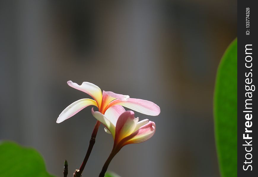 Flower, Flora, Plant, Close Up