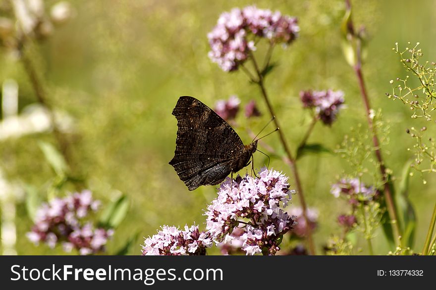 Butterfly, Moths And Butterflies, Brush Footed Butterfly, Pollinator