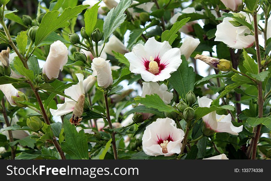 Plant, Flower, Flowering Plant, Wildflower