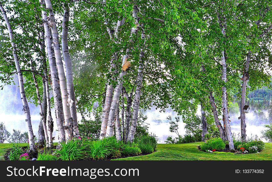 Tree, Nature, Nature Reserve, Birch