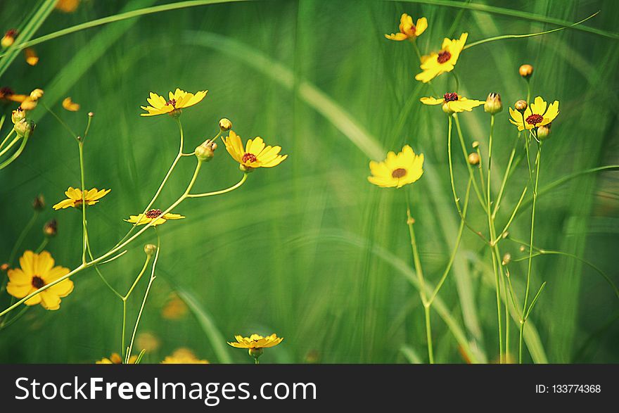 Flower, Flora, Vegetation, Wildflower