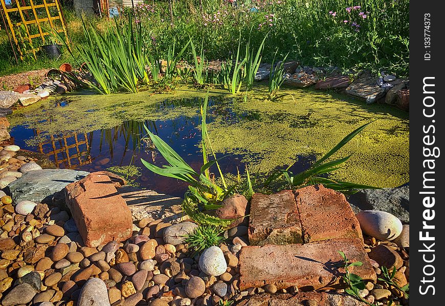 Pond, Water, Plant, Grass