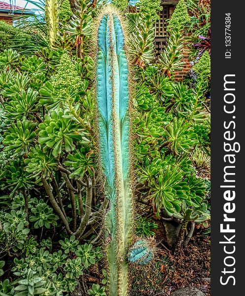 Plant, Vegetation, Flora, Hedgehog Cactus