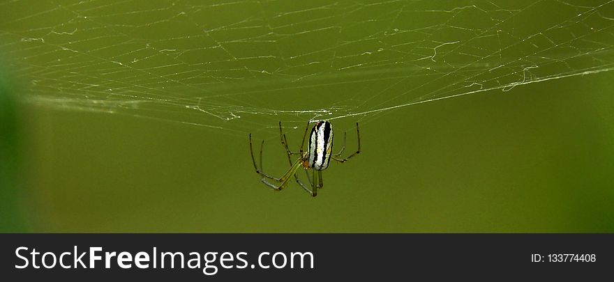 Spider, Spider Web, Arachnid, Water