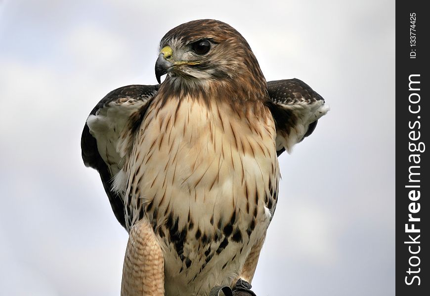Hawk, Bird, Bird Of Prey, Beak