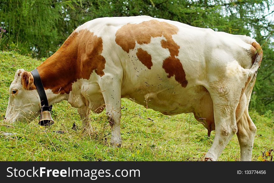 Cattle Like Mammal, Dairy Cow, Pasture, Grazing