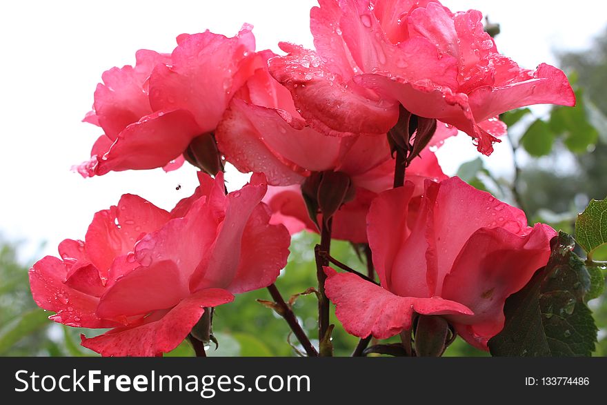 Flower, Rose, Rose Family, Pink