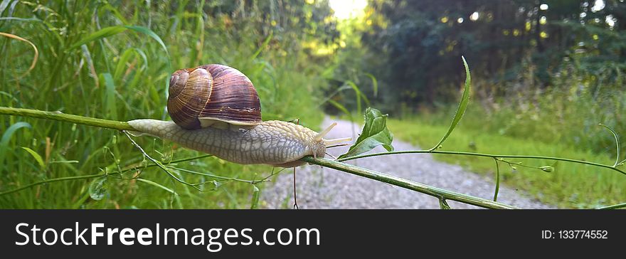 Snails And Slugs, Snail, Ecosystem, Invertebrate