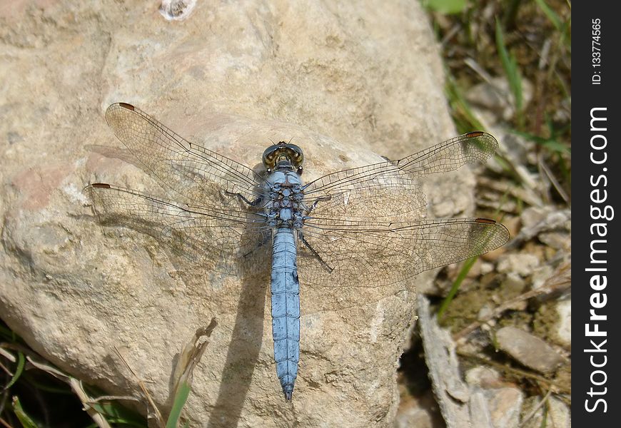 Dragonfly, Dragonflies And Damseflies, Insect, Invertebrate