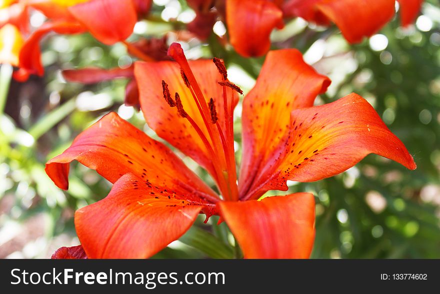 Flower, Lily, Plant, Orange Lily