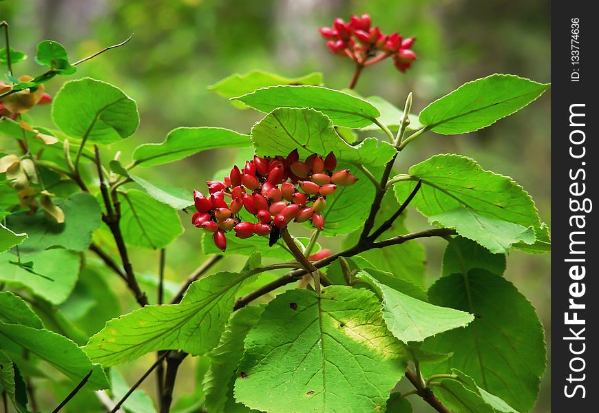 Plant, Viburnum, Schisandra, Flower