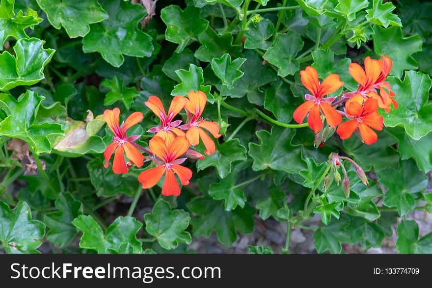 Flower, Plant, Flora, Flowering Plant