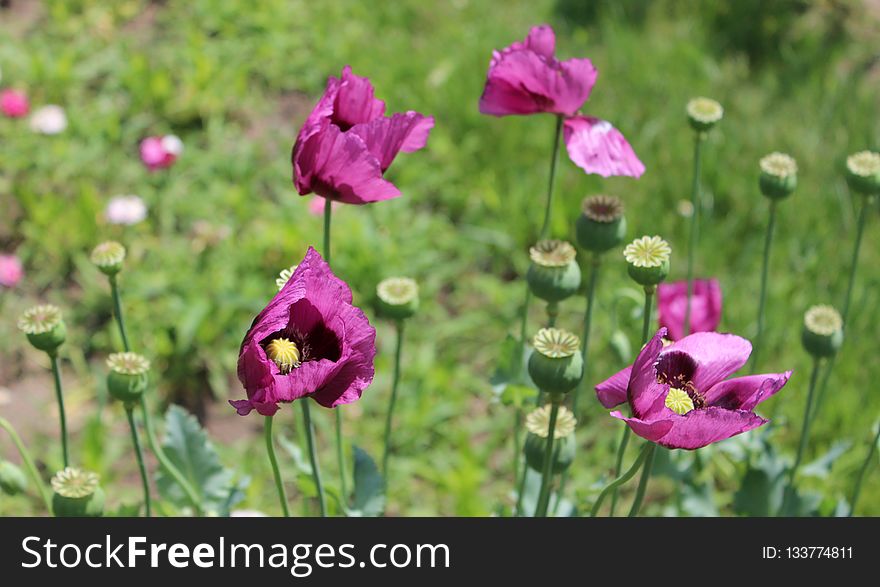 Flower, Plant, Wildflower, Purple