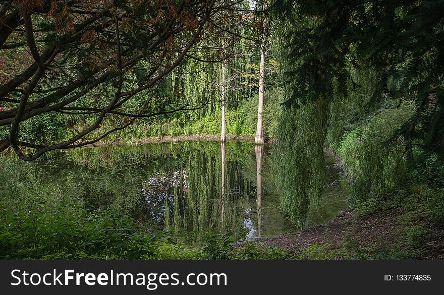 Nature, Ecosystem, Vegetation, Woodland