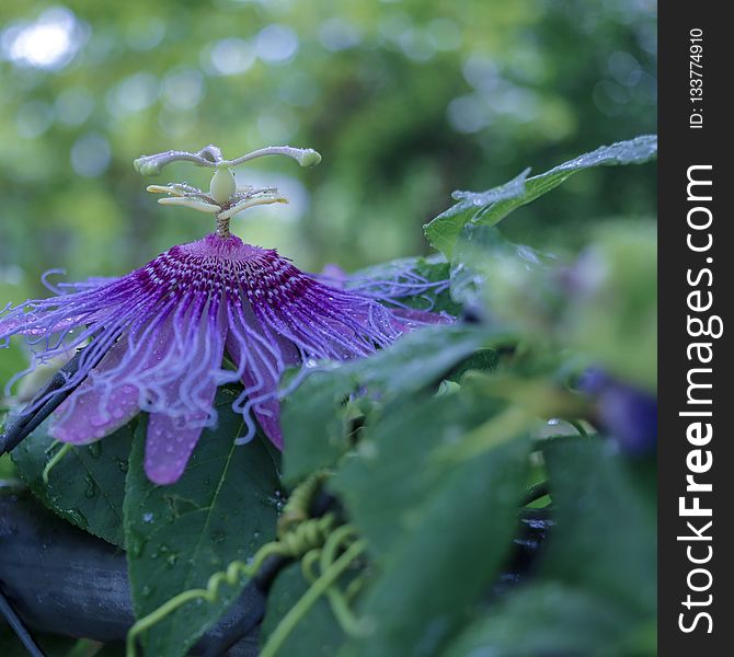 Flower, Plant, Flora, Purple